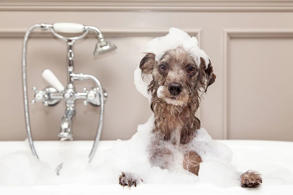 Top 5 Dog Shampoos for a Happy and Healthy&nbsp;Pup